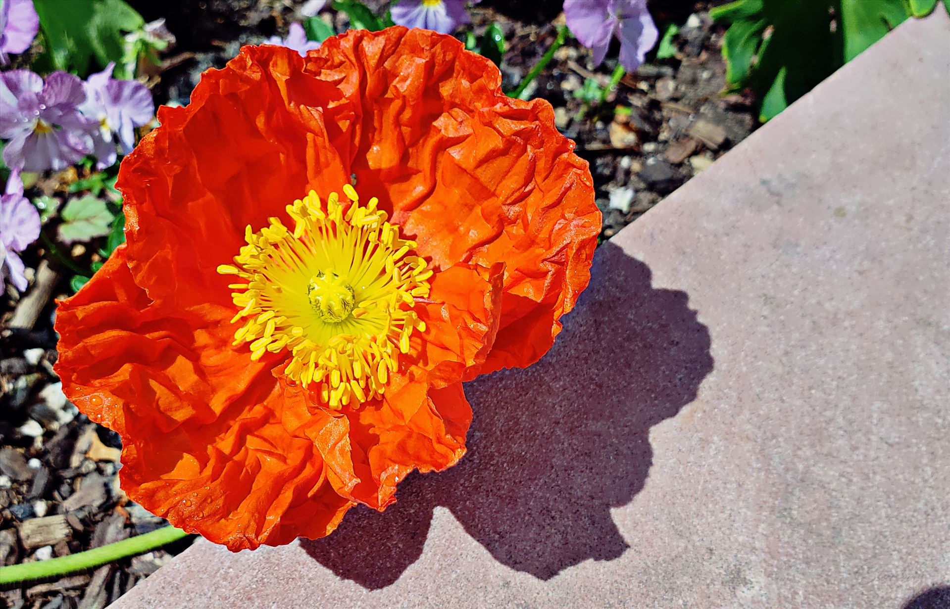 Poppy -  by CLStauber Photography