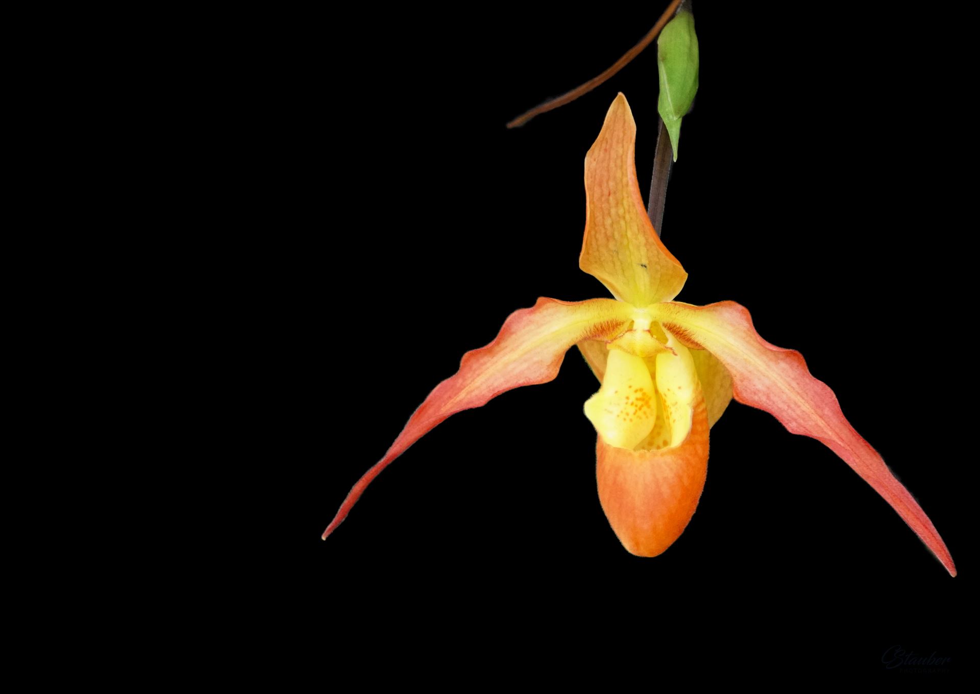orchid-black background -  by CLStauber Photography