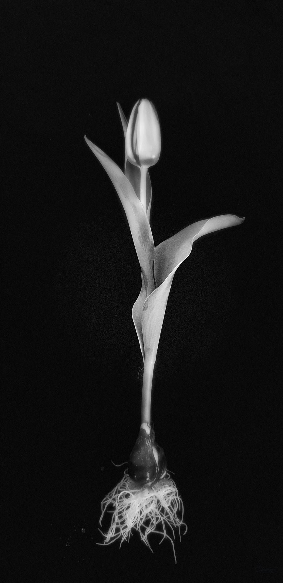 Single Yellow Tulip - Monochrome -  by CLStauber Photography