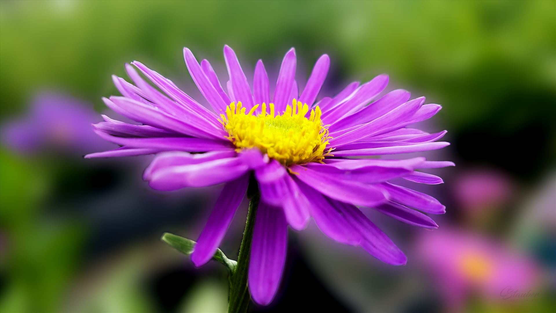 Aster20170529_143035_A.jpg -  by CLStauber Photography