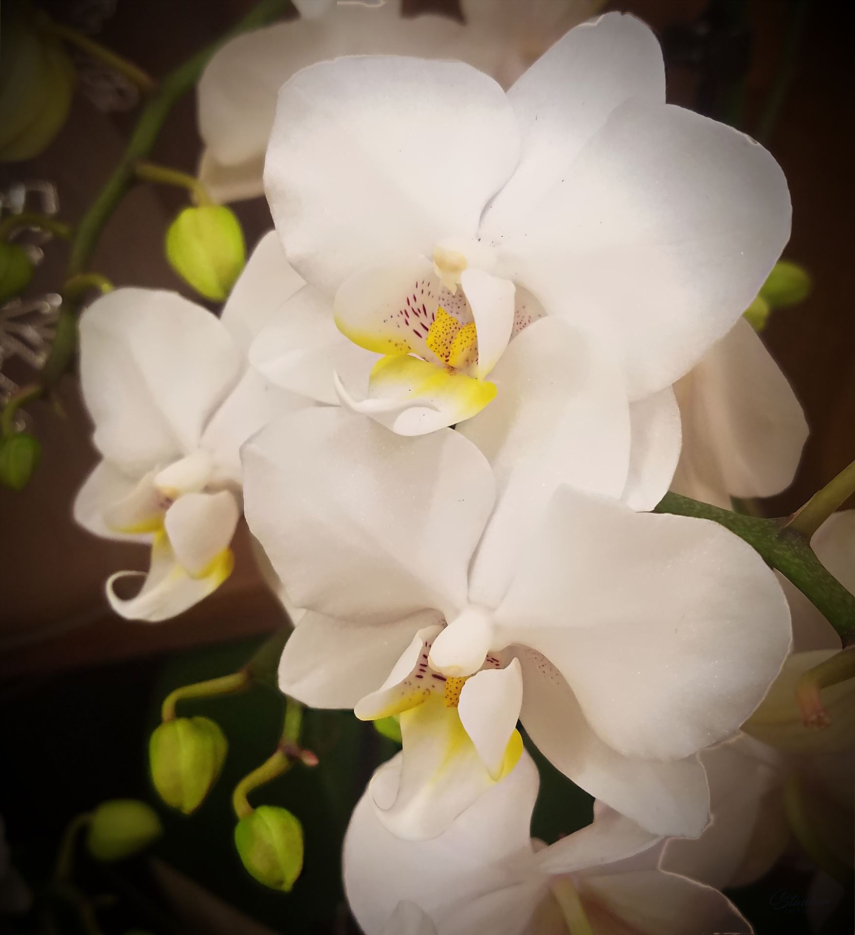 White Orchid -  by CLStauber Photography