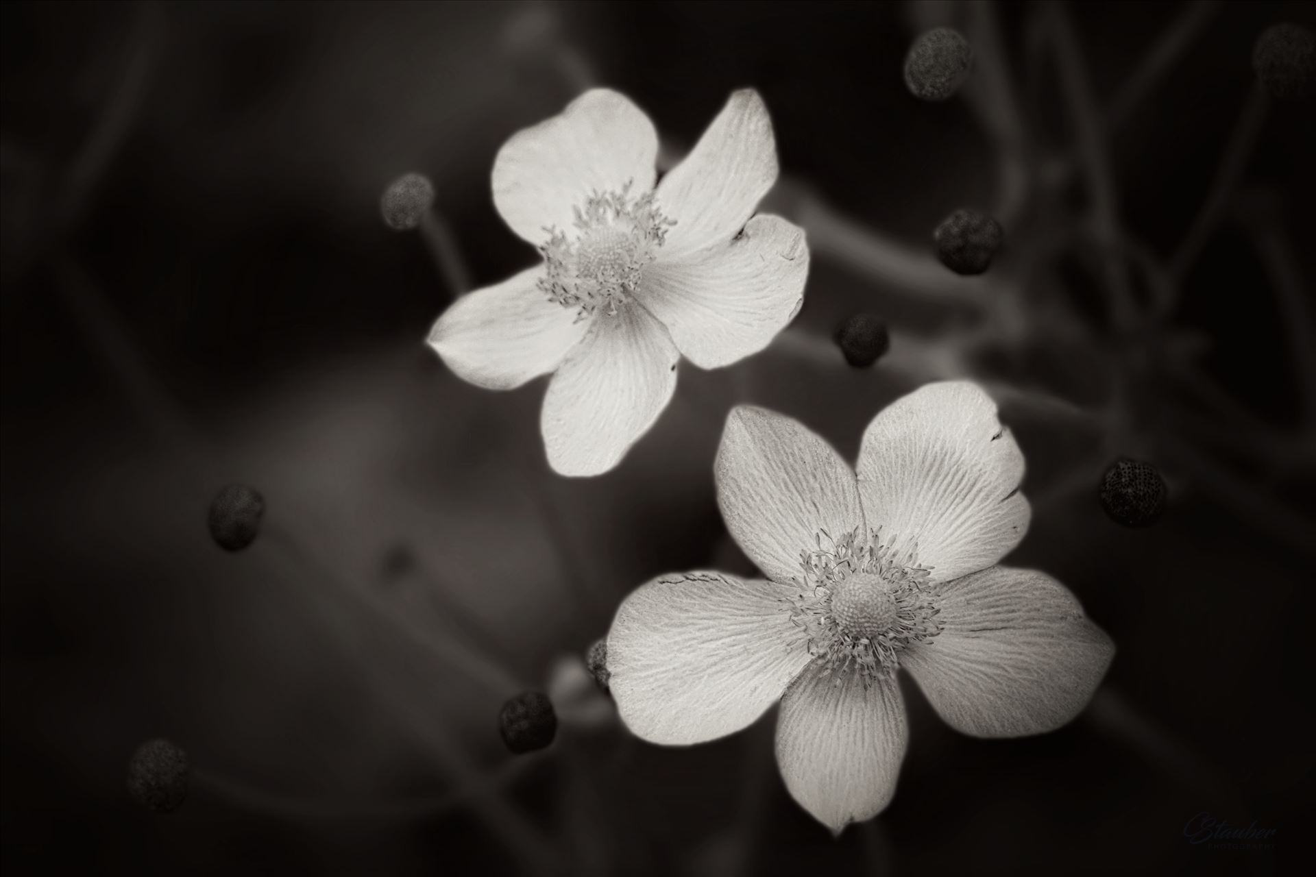 White flowers -  by CLStauber Photography