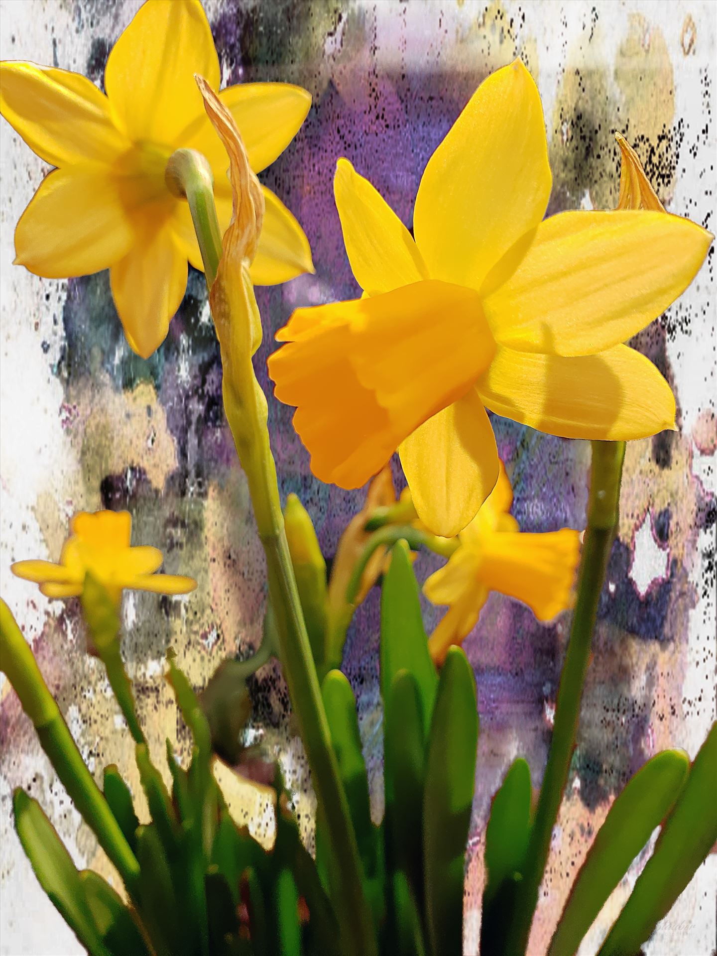 Daffodils -  by CLStauber Photography
