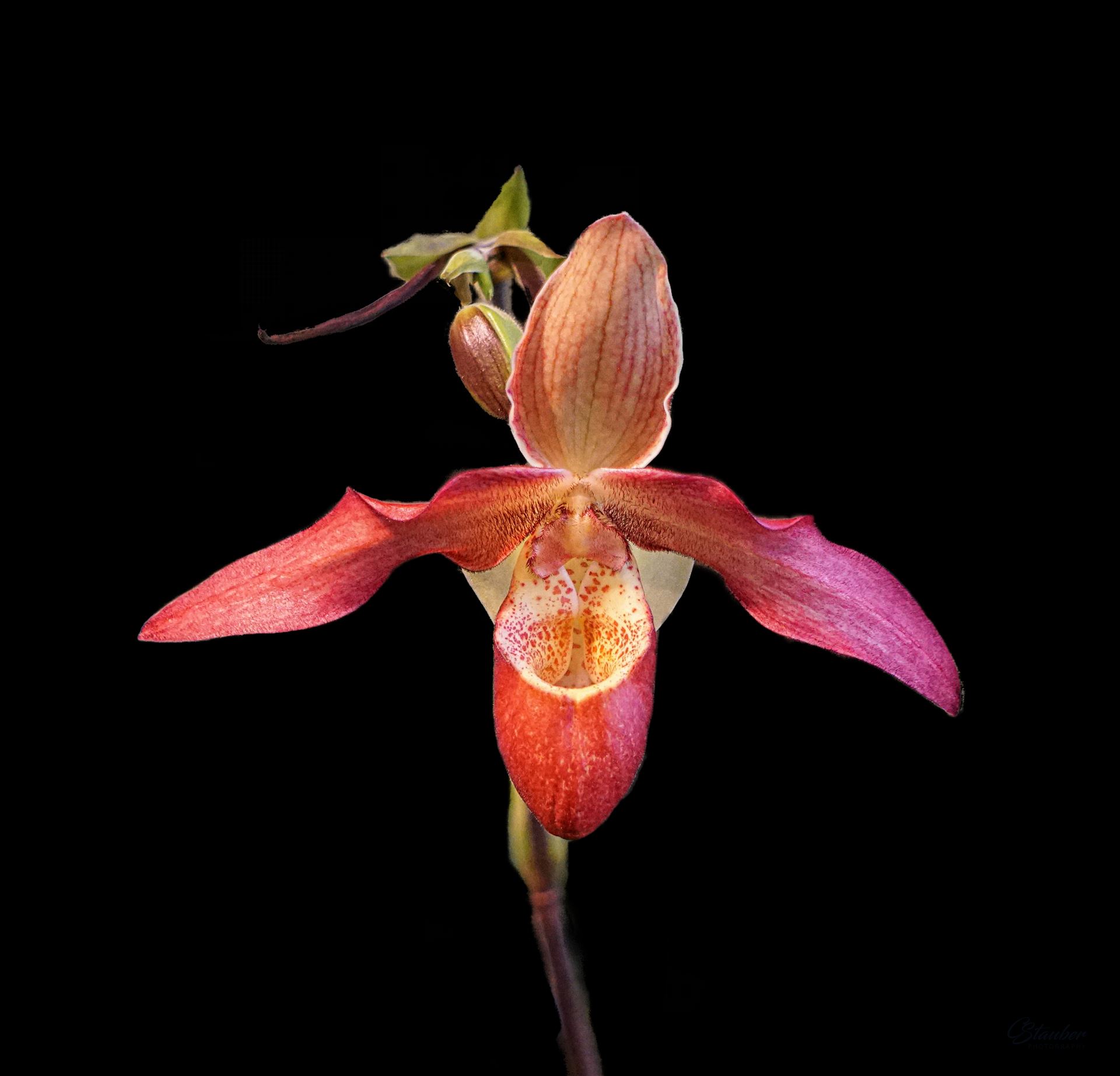Orchid -  by CLStauber Photography