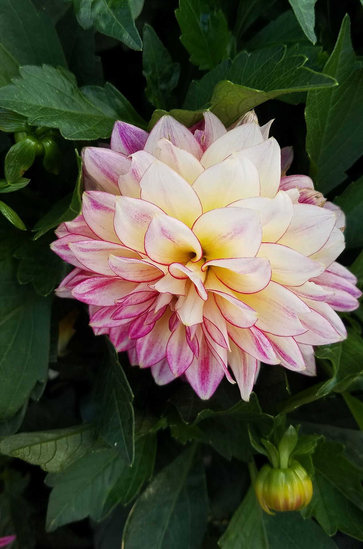 00-pink-dahlia-20170916_153120_A.jpg -  by CLStauber Photography