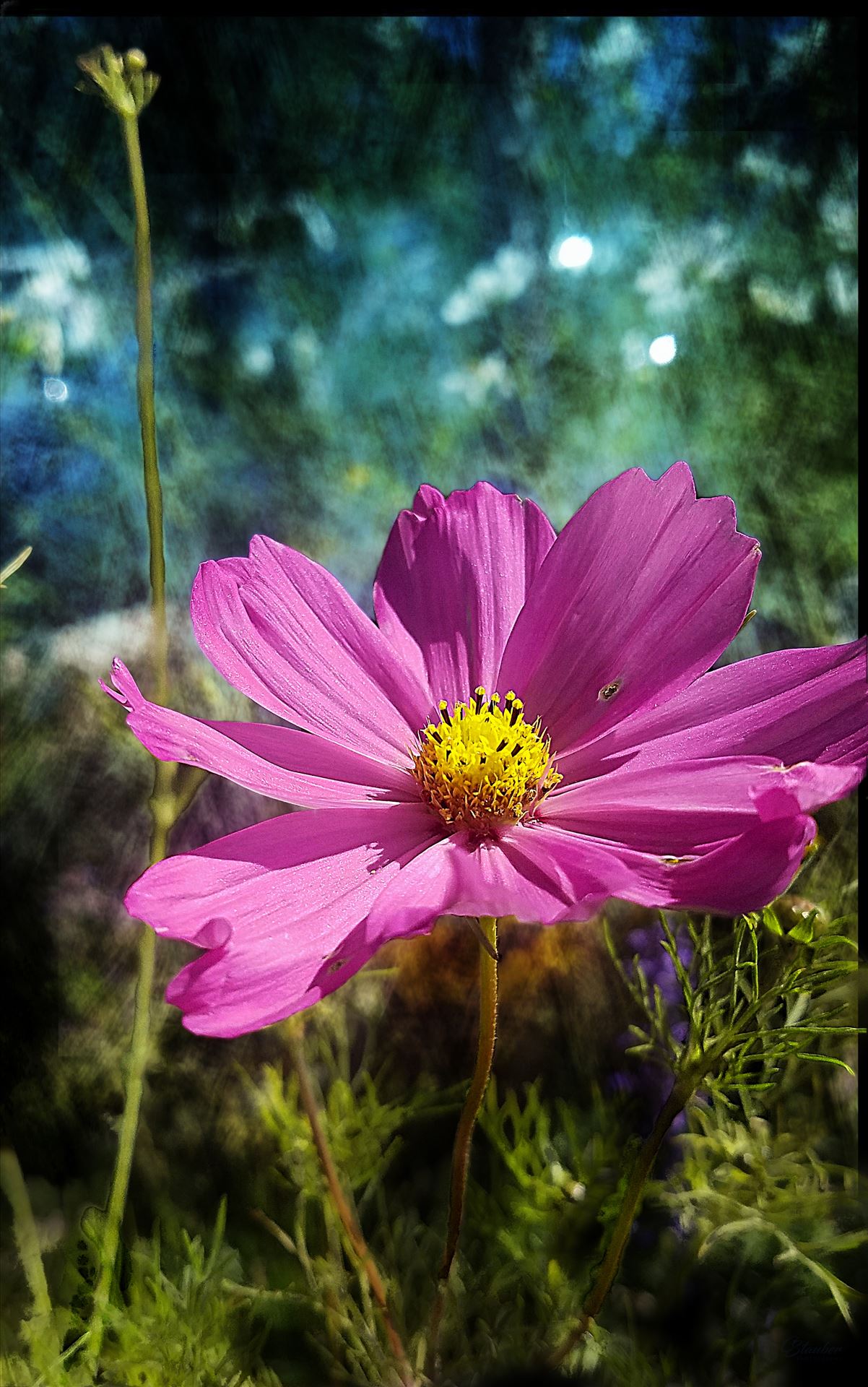 00-pinkcoreopsis-20170930_A.jpg -  by CLStauber Photography