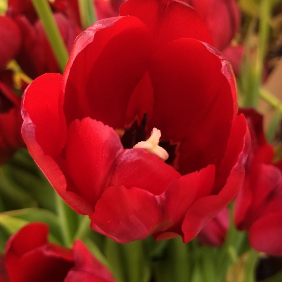 Red Tulip -  by CLStauber Photography