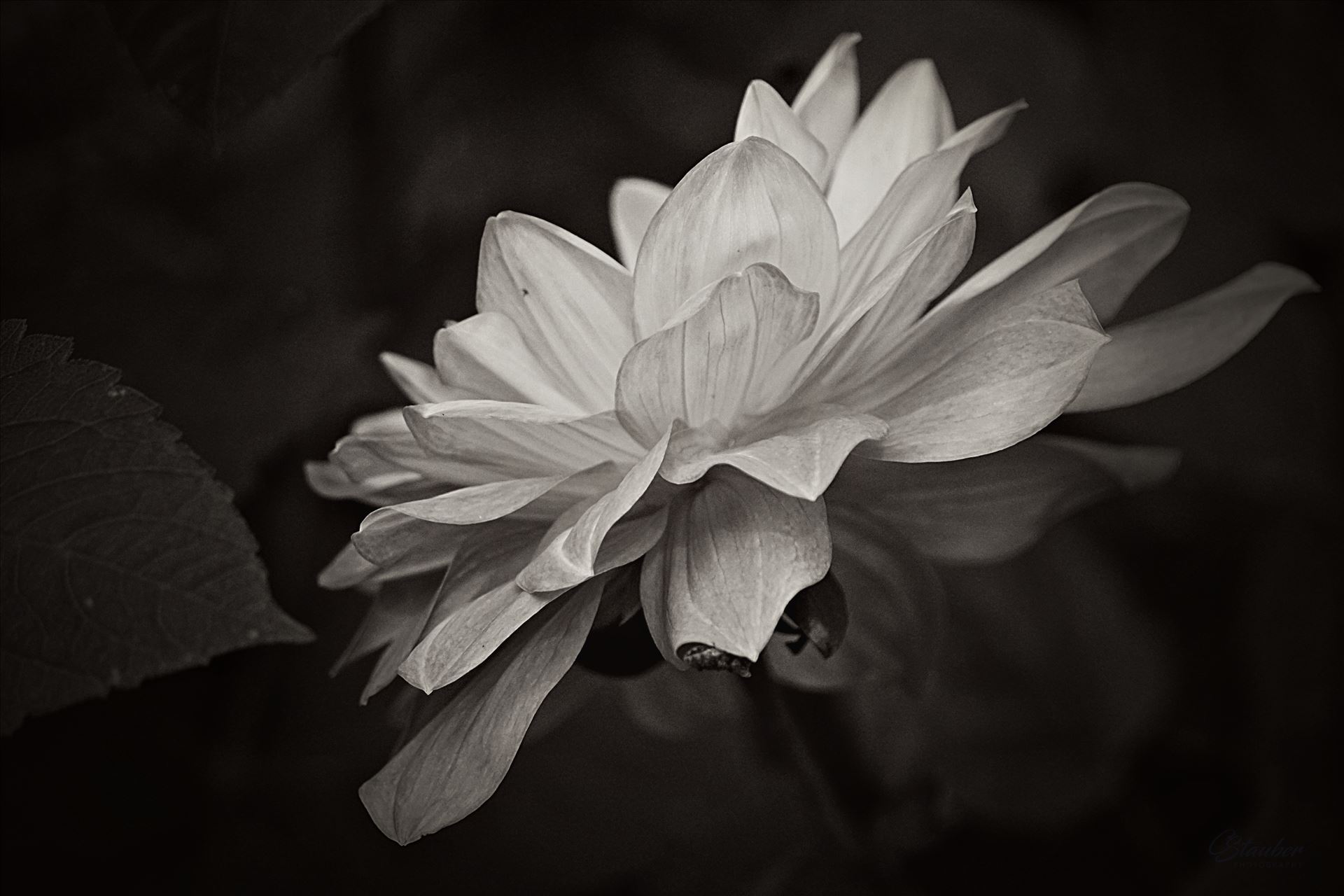 Dahlia - monochrome -  by CLStauber Photography
