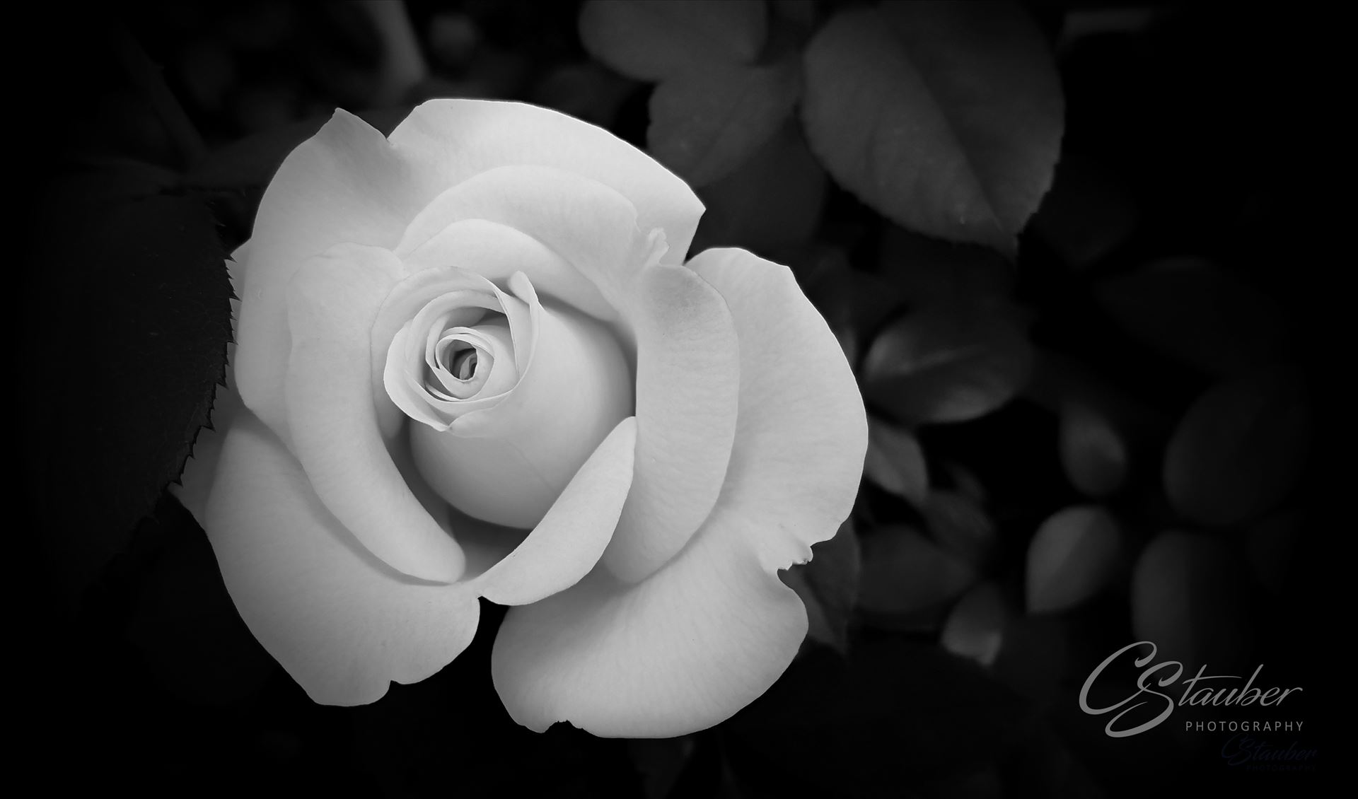 perfect Rose - perfect Rose by CLStauber Photography