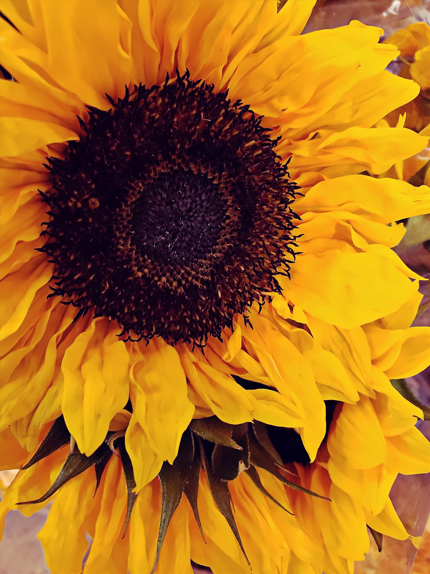 Sunflower -  by CLStauber Photography