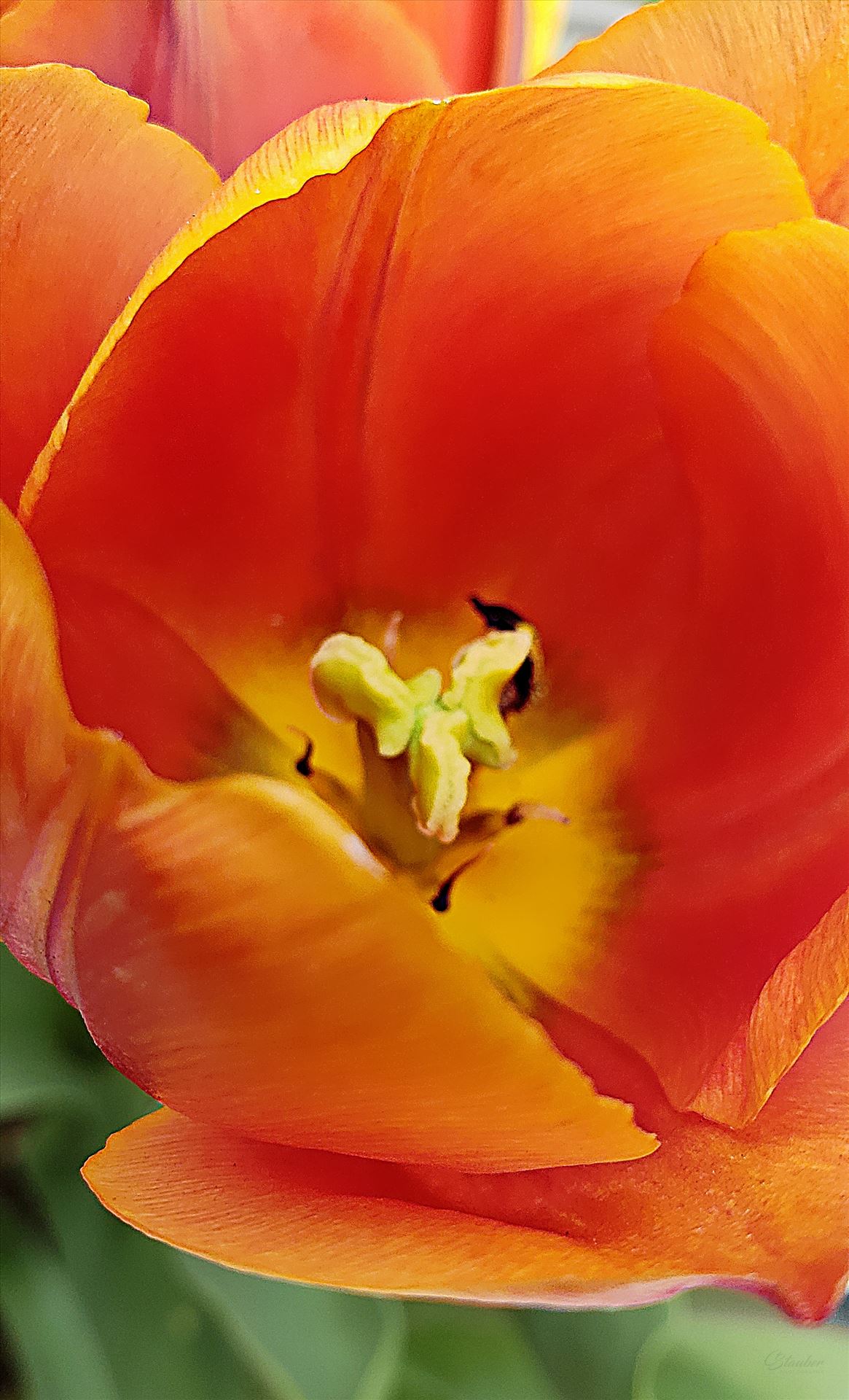 Tulip Macro -  by CLStauber Photography