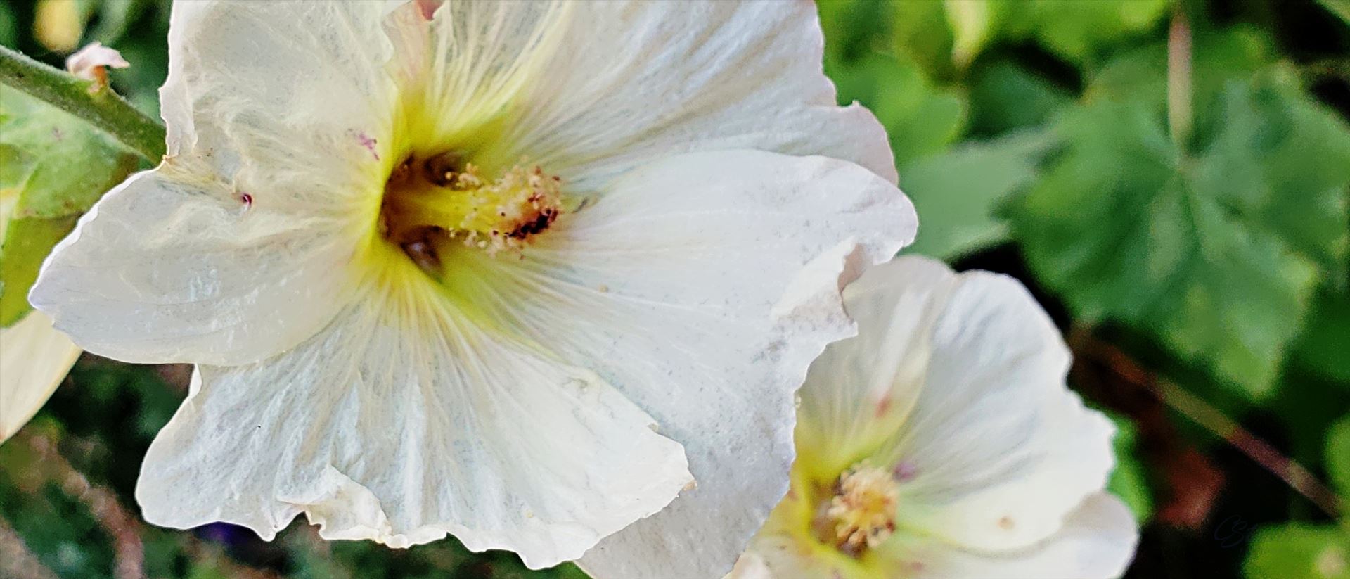 white-hollyhock -  by CLStauber Photography