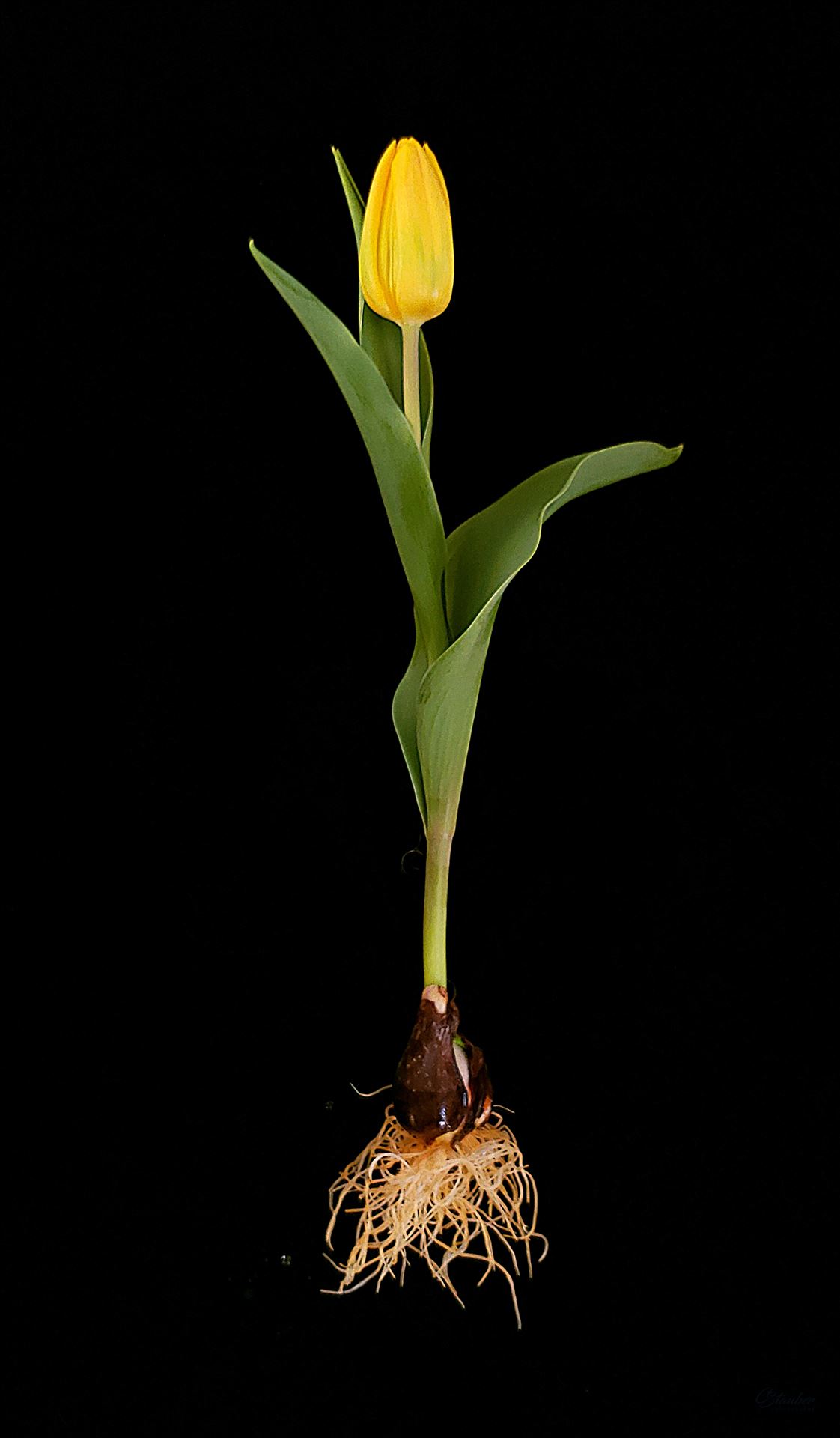 Single Yellow Tulip -  by CLStauber Photography