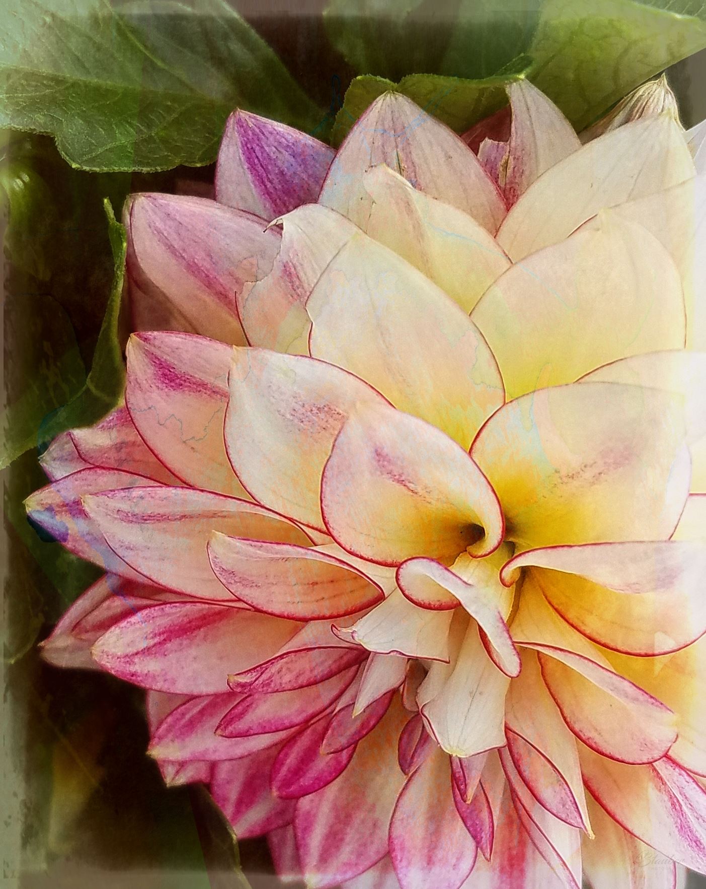 05-pink-dahlia-20170916_153120_A.jpg -  by CLStauber Photography