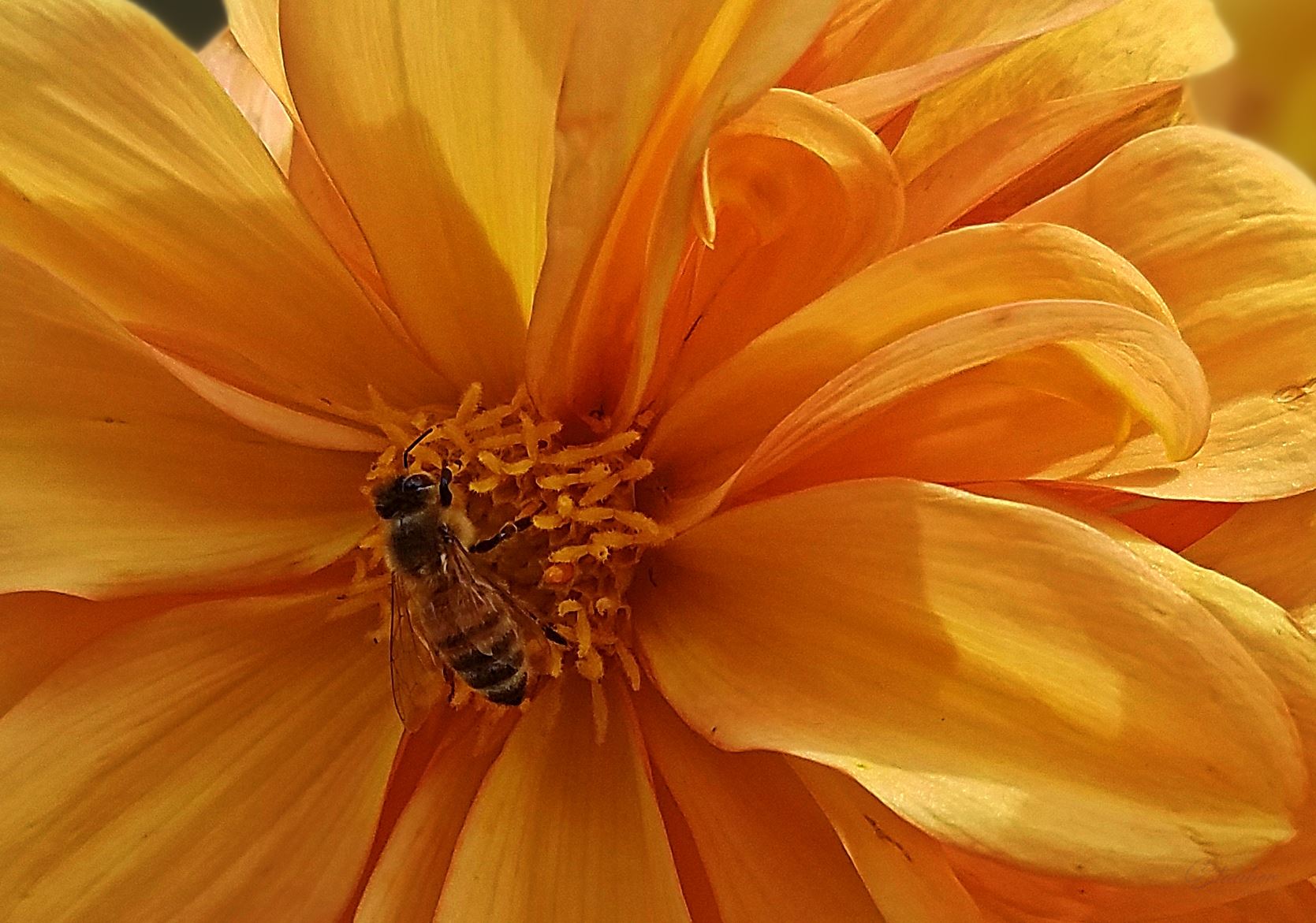 00-yellowflower-bee-20170930_123608C.jpg -  by CLStauber Photography
