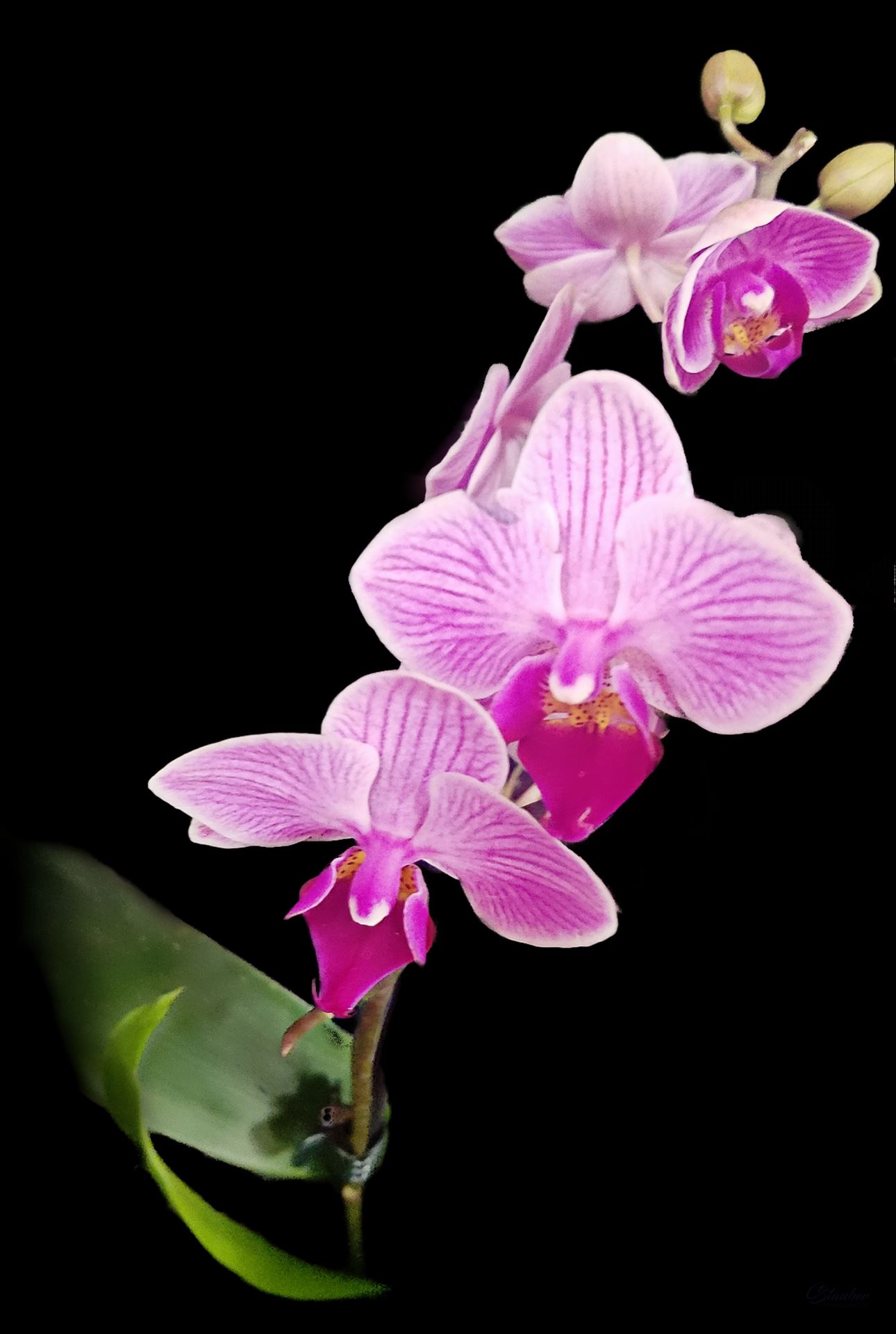 Purple Orchid -  by CLStauber Photography