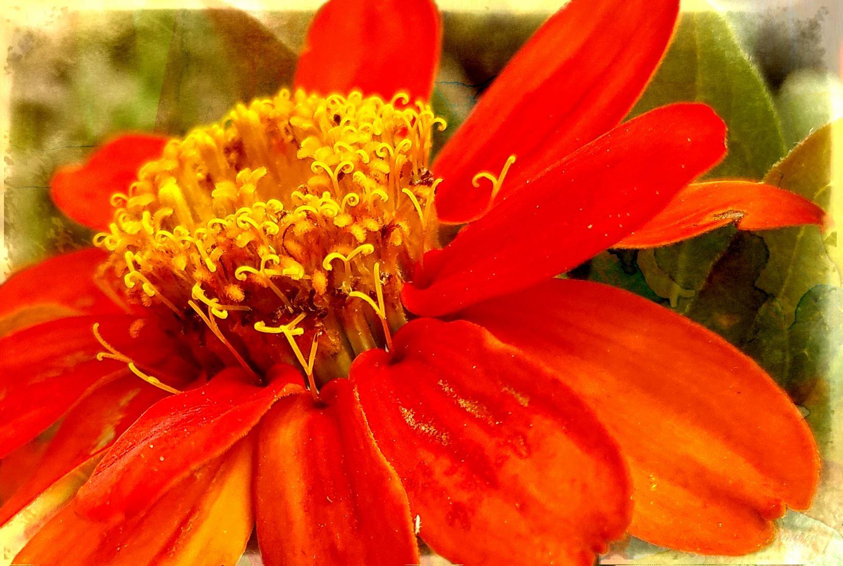 00-macroorange-flower_pe.jpg -  by CLStauber Photography