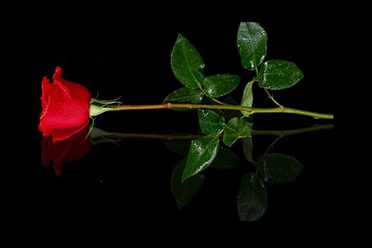 Mirrored Red Rose - 