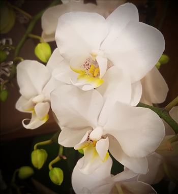 White Orchid - 