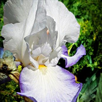 Bearded Iris - 