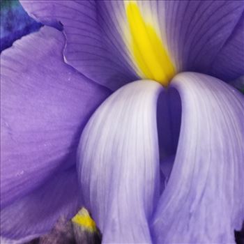 Bearded Iris - 