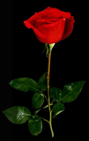Single Red Rose - 