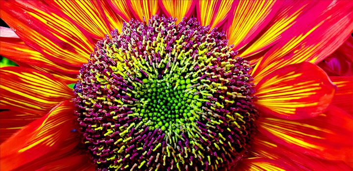 Colorful Sunflower - 