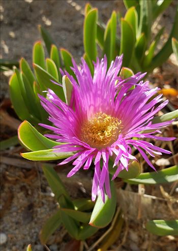 Cactus Flower - 