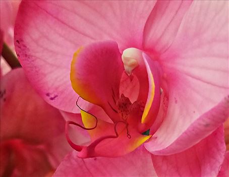 Orchid - 
