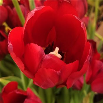 Red Tulip - 