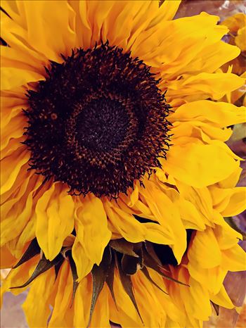 Sunflower - 
