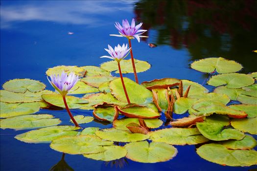 Water Lilies - 