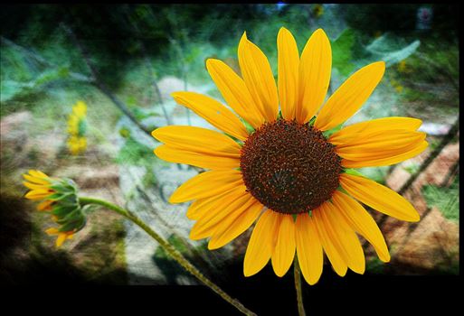 sunflower - 
